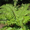 Polystichum polyblepharum